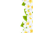 Frangipani Flowers Border Frangipani Flowers Border