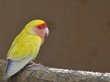 Agapornis. Agapornis.