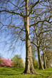canvas print picture hyde park