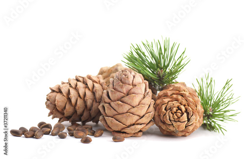 Photo: Cedar cones with branch on a white background Cedar cones with branch on a white background