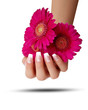 Frauenhand mit Gerbera Frauenhand mit Gerbera