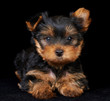Puppy of the Yorkshire Terrier on black