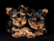 Two puppies of the Yorkshire Terrier on black Two puppies of the Yorkshire Terrier on black