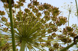 Riesenbärenklau (Heracleum mantegazzianum) Blüte von unten