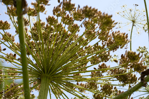 Photo: Riesenbärenklau (Heracleum mantegazzianum) Blüte von unten Riesenbärenklau (Heracleum mantegazzianum) Blüte von unten