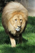1201003 - Löwe