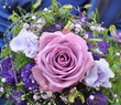 rosarote Rose