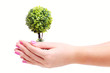 hands holding plant