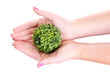 hands holding plant