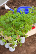 tomato seedling in  hothouse