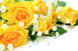 yellow rose