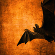 Illustration: Abstract mystical background, bat Abstract mystical background, bat