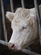 Photo: penned white cow in farm yard penned white cow in farm yard