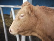 rare breed cow portrait in farmyard rare breed cow portrait in farmyard