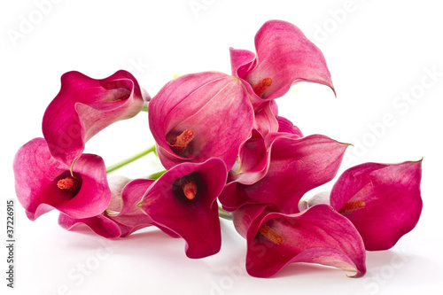 Photo: Red Flower Calla Red Flower Calla