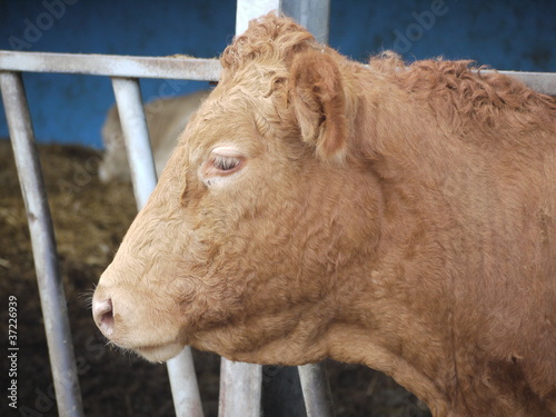Photo: rare breed cow portrait in farmyard rare breed cow portrait in farmyard