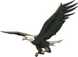 Vector: Flight of eagle Flight of eagle