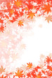 紅葉舞う