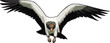 Hawk