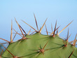Opuntia cactus Opuntia cactus