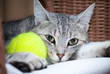 verspielte Katze