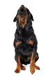 rottweiler aboyant rottweiler aboyant
