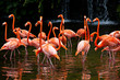 American Flamingo (Phoenicopterus ruber), Orange flamingo