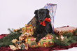 Weihnachtshund