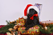 Nikolaus