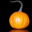 One Small Orange Pie Pumkin On...