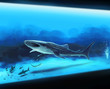 水族館のジンベエザメ
