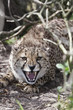 Devensive cheetah