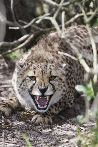 Photo: Devensive cheetah Devensive cheetah