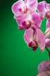 Lilac orchids on a green background
