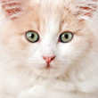Little cat, isolated on a white background