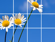 blumen