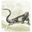 Iguana