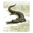 alligator