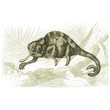 chameleon