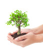 Tree in a hands