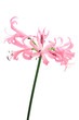 Nerine