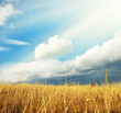 Man in yellow meadow