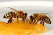 Zwei Bienen