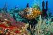 Photo: White-spotted Filefish (Cantherhines macrocerus) - Cozumel White-spotted Filefish (Cantherhines macrocerus) - Cozumel