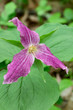 large-flowered trillium turns purple
