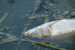 Fish killed by pollution