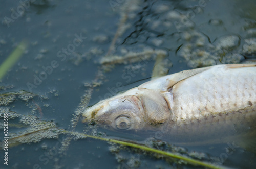 Foto: Fish killed by pollution Fish killed by pollution