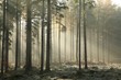Photo en ligne au meilleur prix Picturesque autumnal forest on a foggy November morning