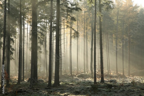 Photo: Picturesque autumnal forest on a foggy November morning Picturesque autumnal forest on a foggy November morning
