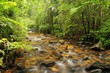 Photo: Forest stream Forest stream